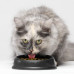 Open Farm Dry Cat Food - Wild-Caught Salmon Recipe