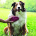 KONG ZoomGroom for Dogs - Boysenberry